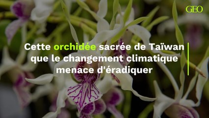 La "fleur de Dieu", cette orchidée sacrée de Taïwan que le changement climatique menace d'éradiquer