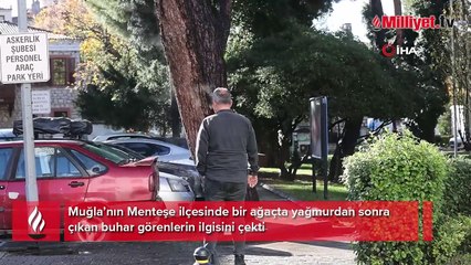 Yağmur sonrası ağaçtan yükselen buhar şaşırttı