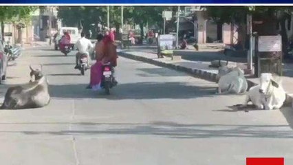 बाड़मेर: मवेशियों ने सड़क पर जमाया कब्जा, वाहन चालक हो रहे परेशान