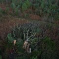 Tempête Ciaran : un arbre légendaire déraciné