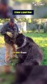 Unbearably Fun: Playdate with Syrian Brown Bear Leo || Best of Internet