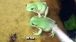 Amphibian Antics: Frog Feeding Fails! || Best of Internet