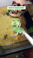 Amphibian Antics: Frog Feeding Fails! || Best of Internet
