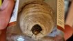 L'apiculteur et désinsectiseur Cyprien Feriés sensibilise sur le danger des nids de frelons
