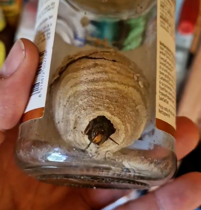 L'apiculteur et désinsectiseur Cyprien Feriés sensibilise sur le danger des nids de frelons