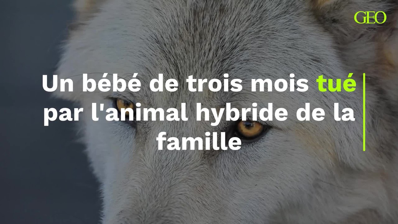Un bébé de trois mois tué par l'animal hybride de la famille