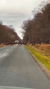 Quand une impressionnante harde de cerfs traverse une route de Normandie ! Merci Florent Dupont pour la vidéo.