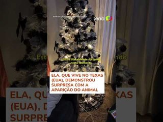 Mulher viraliza ao encontrar gambá escondido em árvore de natal: 'Estou surtando' #shorts