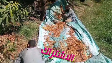 طريقة حصاد والجمع لمحصول البلح فى صعيد مصر