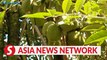 Vietnam News | Tien Giang durian farmers enjoy lucrative harvest
