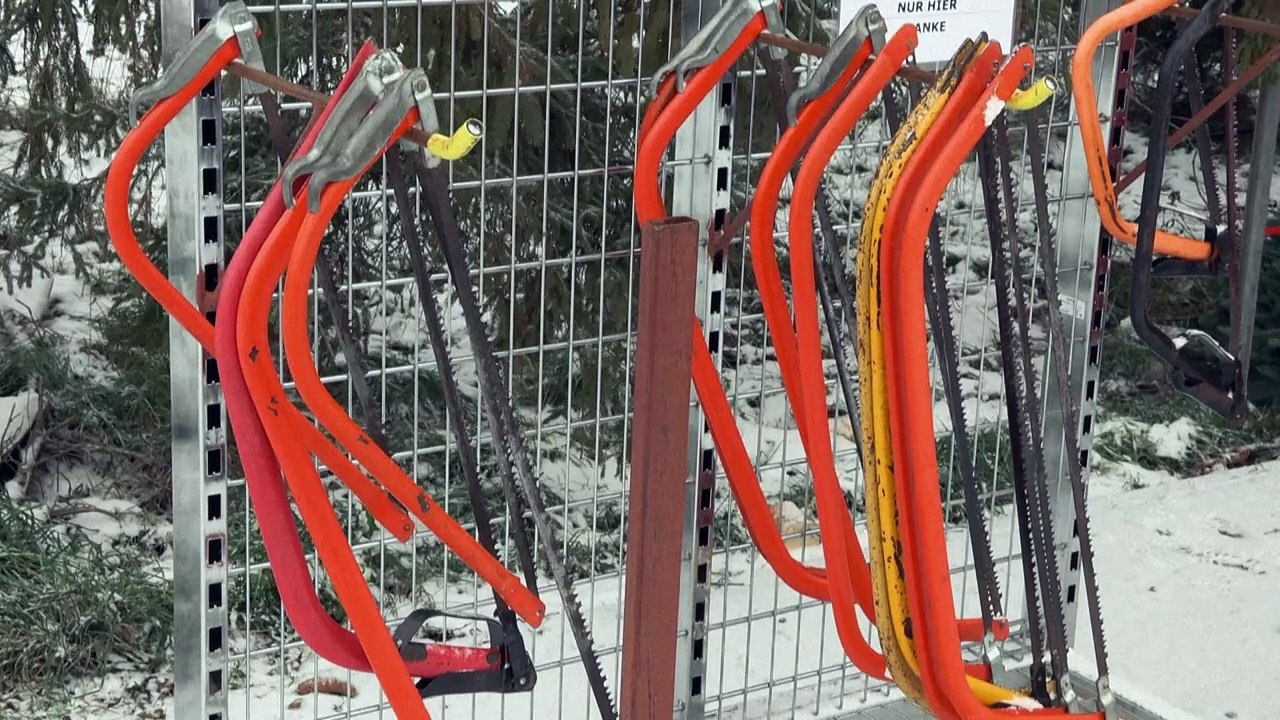 Weihnachtsbäume: Was man bei Kauf und Pflege beachten sollte