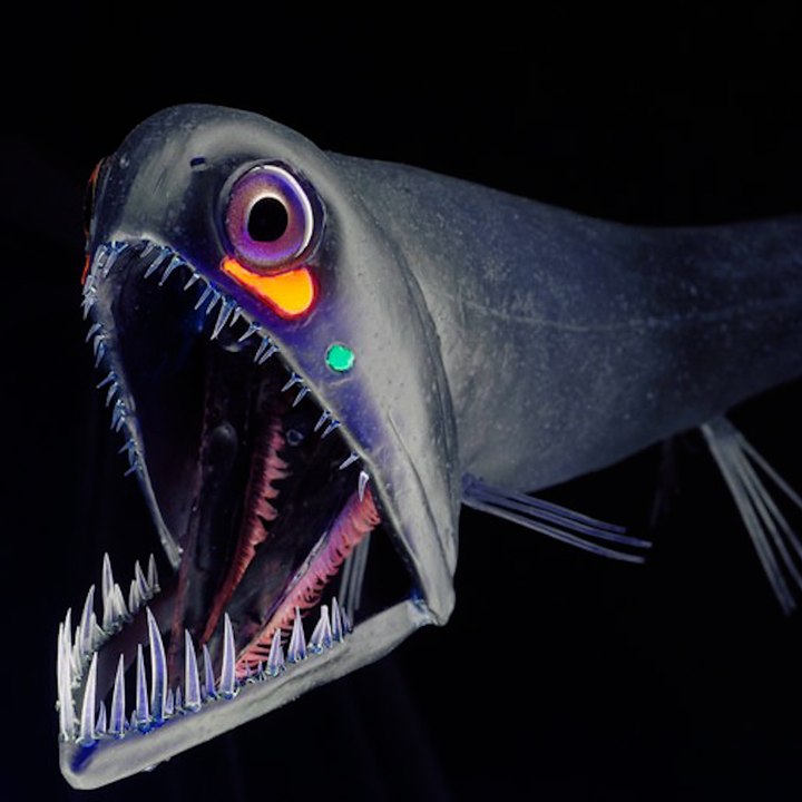 Top 3 des créatures les plus effrayantes des abysses