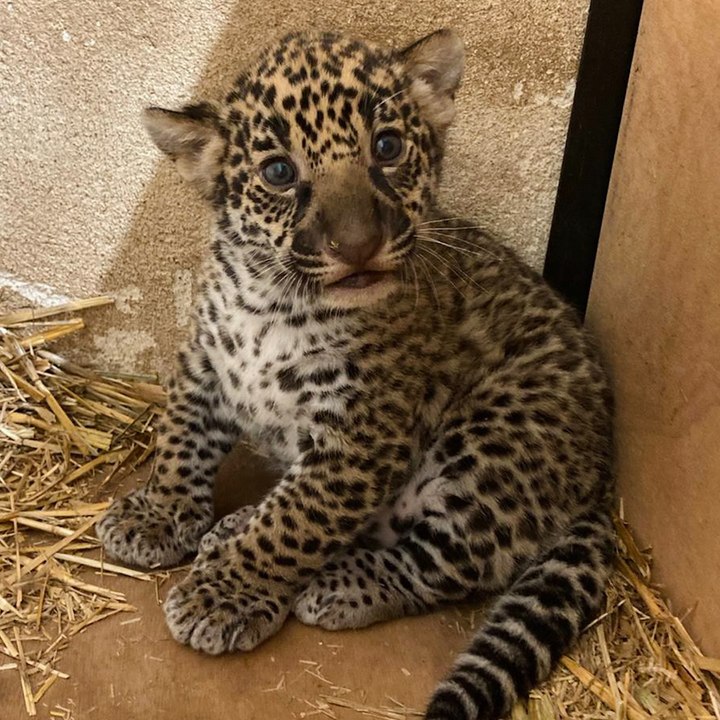 Naissance d’un jaguar au zoo de Bordeaux-Pessac