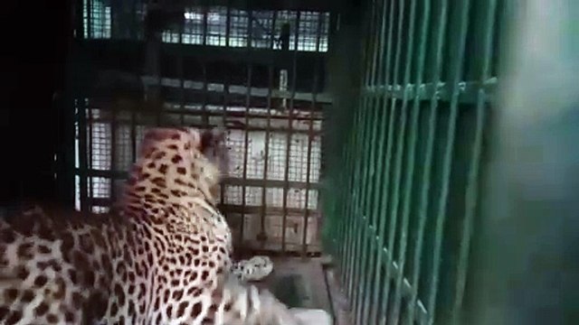 Video...उदयपुर के गर्ल्स हॉस्टल में घुसा पैंथर पांच घंटे बाद आया पकड़ में