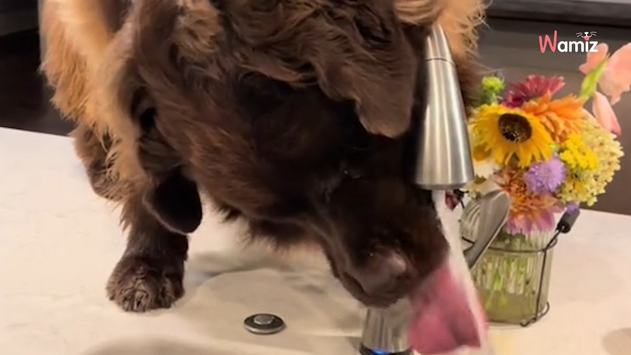 Elle montre la routine matinale de son Terre-Neuve dans la cuisine : 1,4M de personnes hurlent de rire (vidéo)