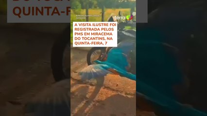 Arara surpreende policiais ao voar entre motos no Tocantins #shorts