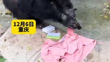 黑猩猩自己打肥皂洗衣服。The chimpanzee washes his own clothes with soap.