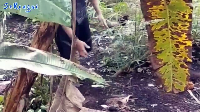 Dia yang kocak ...kita yang terhibur...Vidio lucu. tiktok tentang ayam