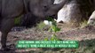 Critically Endangered Eastern Black Rhino Calf Born At Oregon Zoo