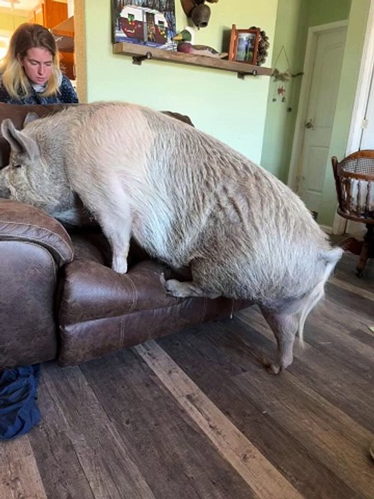 C'est le fauteuil inclinable de Rootie