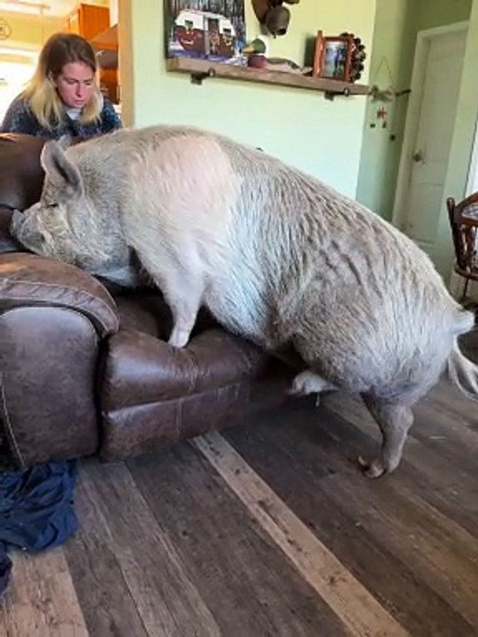 This Is Rootie's Recliner
