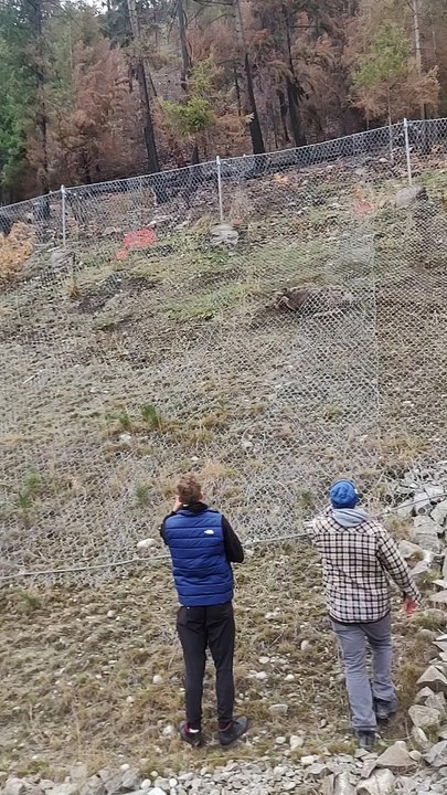 Doe Saved From Underneath Fence