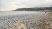 Miles de peces aparecen muertos en Japón en una playa de la isla de Hokkaido