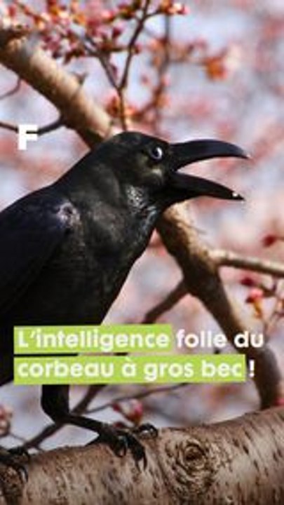 Les corbeaux sont des maîtres de l'ingéniosité ! #science #animaux