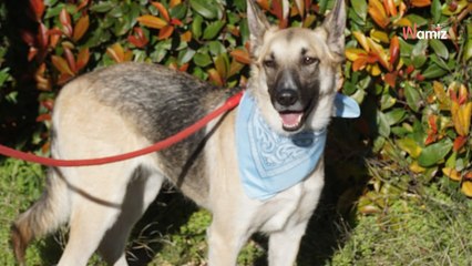 Przeprowadzają się i opróżniają mieszkanie, a swoją sunię skazują na fatalny los