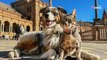 Decide di visitare l'Europa: carica il cane e il gatto nella sua Twingo