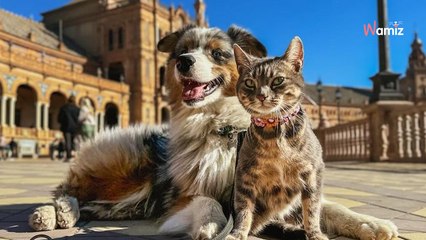 Decide di visitare l'Europa: carica il cane e il gatto nella sua Twingo