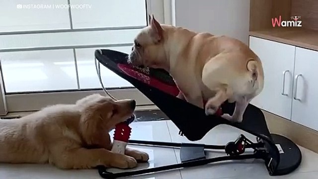 Golden retriever kontra buldog francuski. Ktoś tu wie, jak się dobrze ustawić (video)