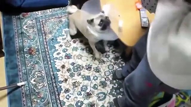 best 10 dog barking videos compilation 2020 ♥ Dog barking sound Funny dogs