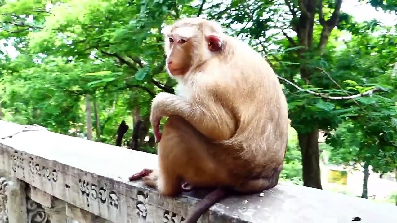 Little Monaco is fully checked urinary system by his sweet mommy Molia (720p_25fps_H264-192kbit_AAC)