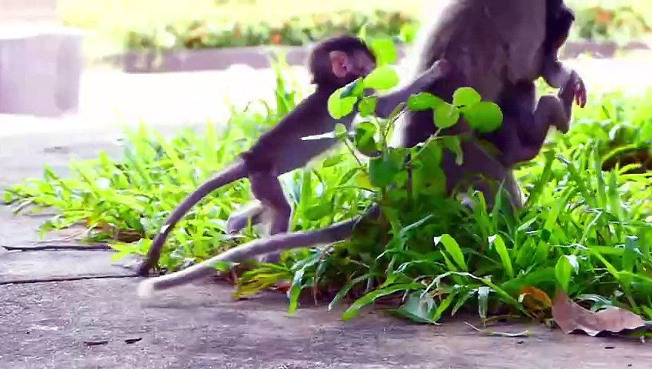 Little Monkey Kidnaps Baby Sakura And Drops On The Ground (720p_25fps_H264-192kbit_AAC)