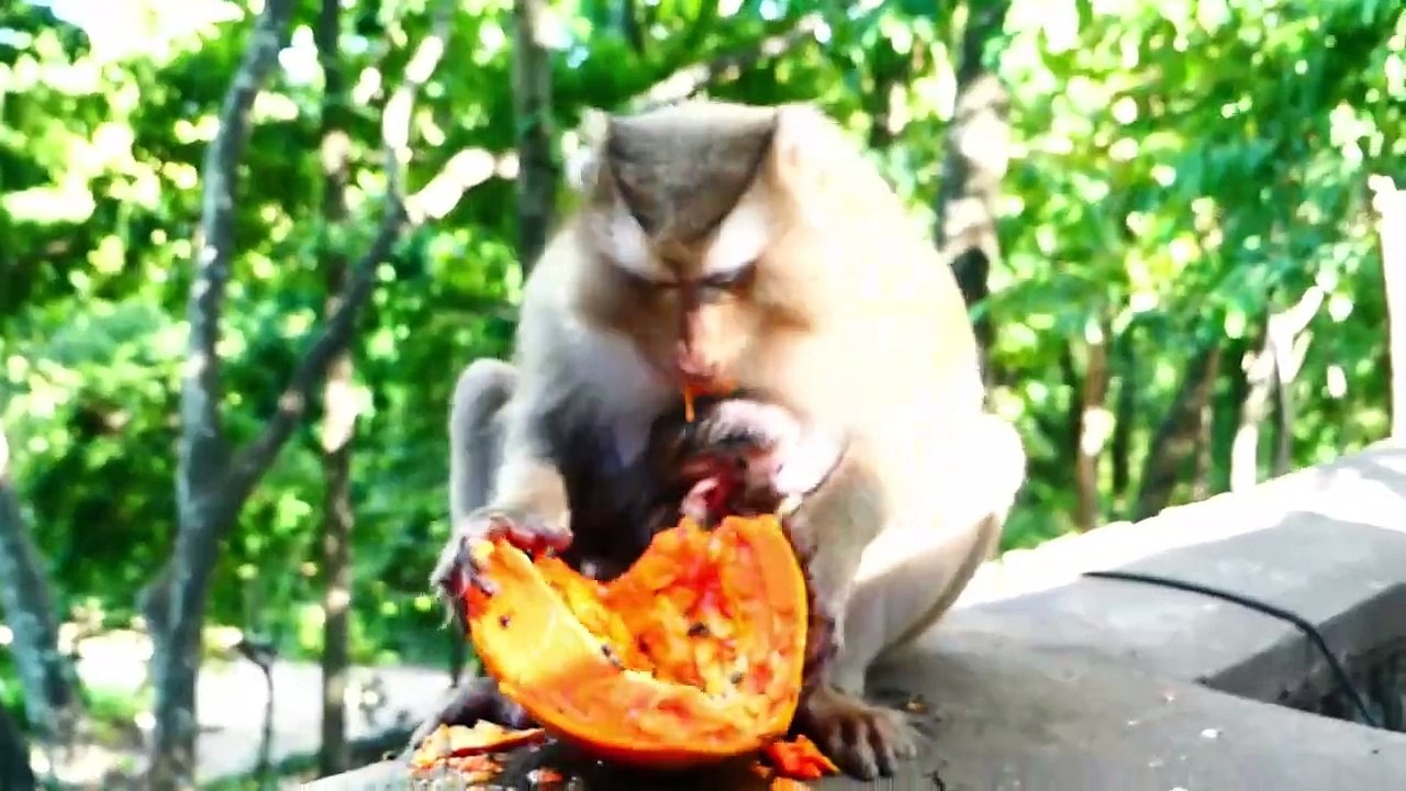 Little Monaco baby is pressed several times by mother to the hard fence, mother Molia eating papaya (720p_25fps_H264-192kbit_AAC)