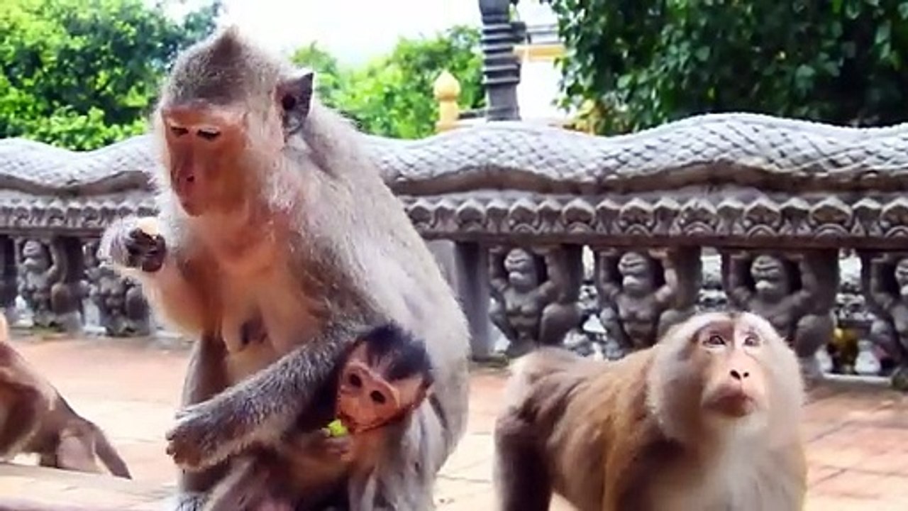 Little Monika Very Active In Mother Monkeys Group Meeting (720p_25fps_H264-192kbit_AAC)