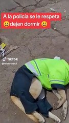 "A la autoridad se le respeta": Perro vestido de policía causó sensación al dormir en pista.
