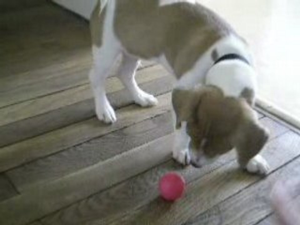 1er résultat de dressage !!!