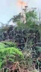 🔥 Incendio en Santa Elena: Actualización y Prevención