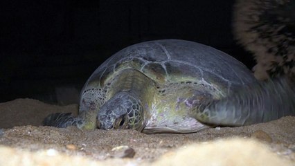 كفاح صعب من أجل حفظ السلاحف الخضراء بوجه التمدد الحضري في باكستان