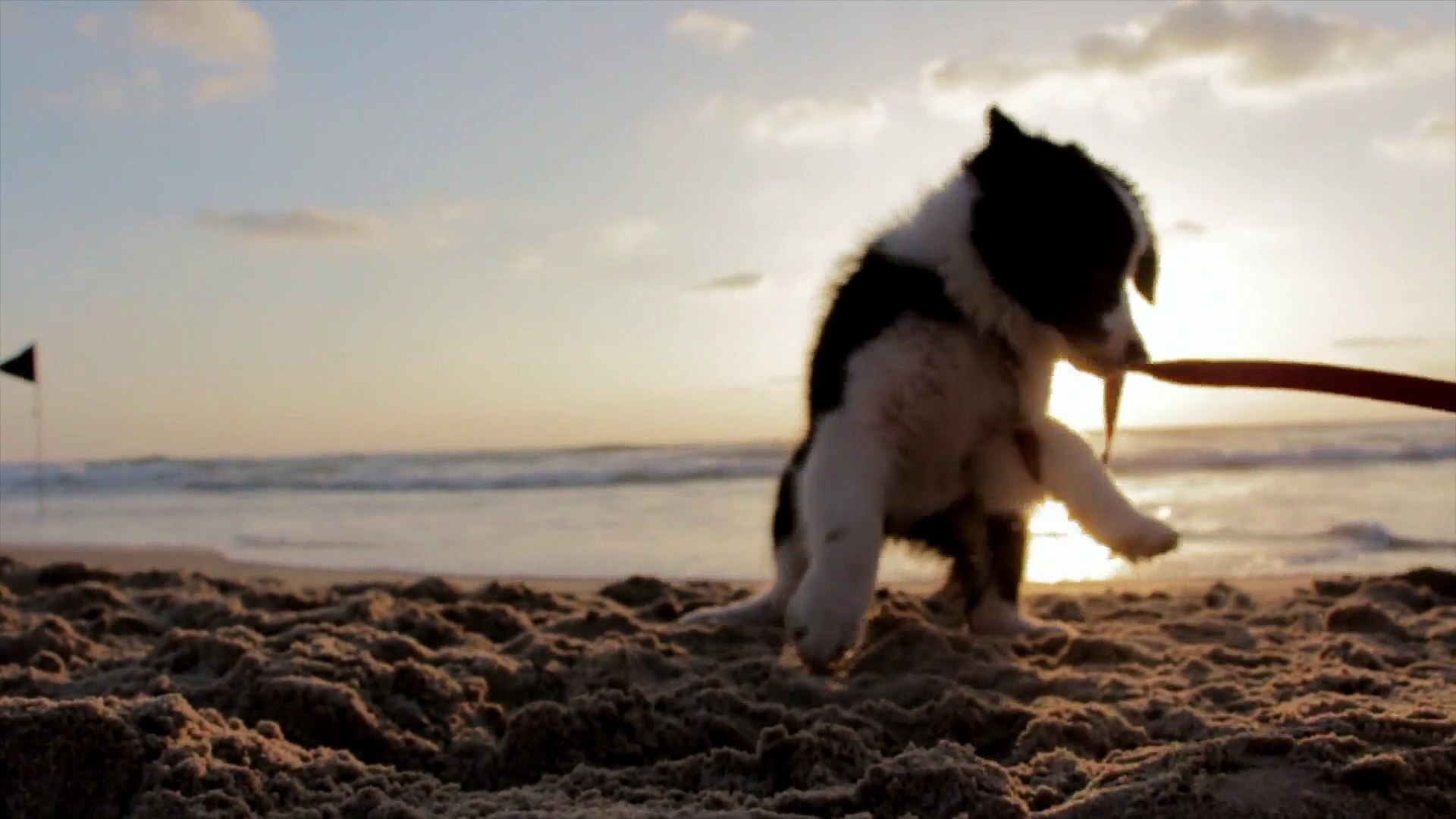 ⁣Jumping Dog  Bridge Jumping Dog