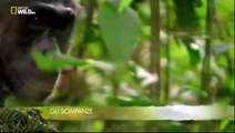 Gli Animali Più Pericolosi - Il Branco - Nat Geo Wild - Documentari
