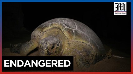 Green turtles fight to survive in Pakistan's Arabian coast