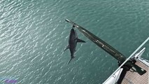 Godzilla Eats Megalodon in Pacific Ocean