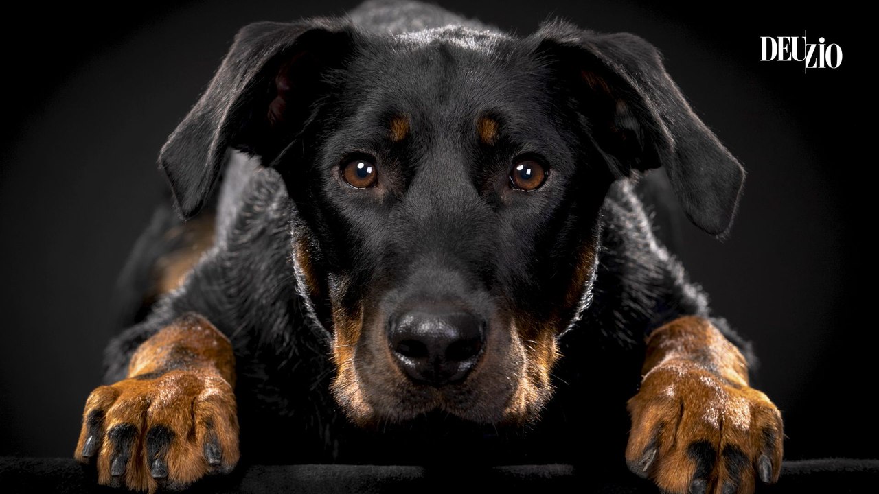 Charles-Édouard Goux, photographe portraitiste animalier