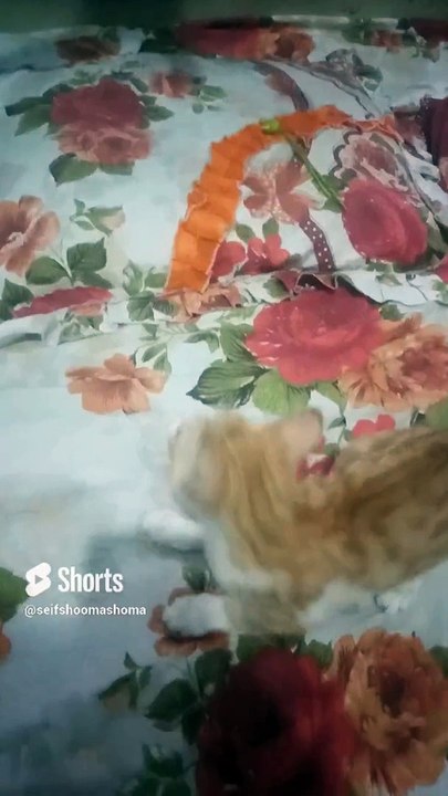 القط لما يكون اكل الطعام وشبع مبسوط وبيلعب كورة كوميدية رائعة الجوع كافر ياناس
