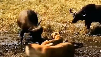 Aghast! The Brutal Moment When the Fierce Lion Couldn't Avoid The Giant Lizard Bites_ Wildlife 2023