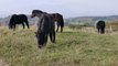 Horses eating  grass | Best moments horse video