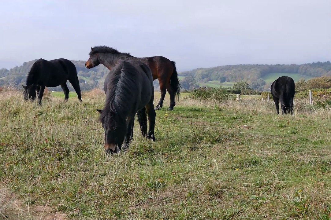 Horses eating  grass | Best moments horse video